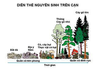 Dien the nguyen sinh tren can